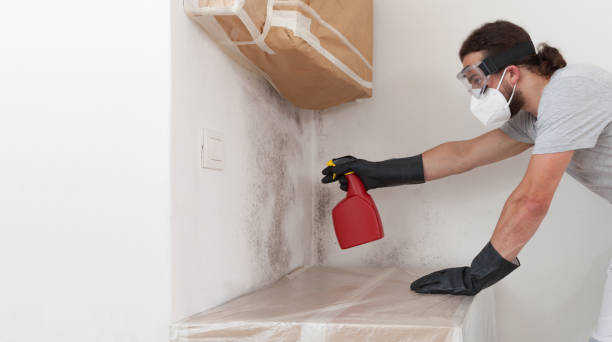 Professional Bathroom Mold Removal technician working in Petersburg, MI