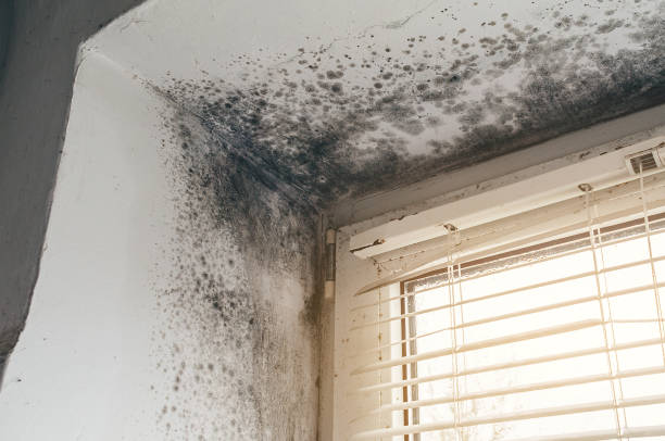 Affordable Bathroom Mold Removal solutions in Petersburg, MI